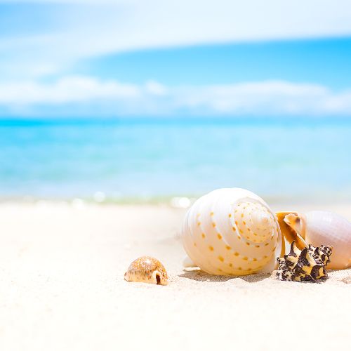 Perfect Shelling Package